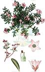 Kalmia procumbens