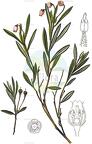 Andromeda polifolia