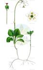 Moneses uniflora