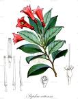 Paphia vitiensis