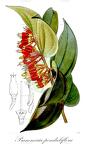 Psammisia penduliflora