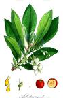 Arbutus unedo