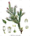 Archeria hirtella