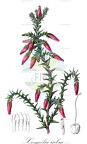 Cosmelia rubra