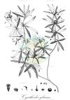 Cyathodes glauca