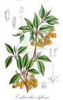 Enkianthus deflexus