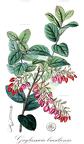 Gaylussacia brasiliensis