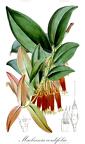 Macleania cordifolia