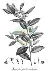 Zenobia pulverulenta