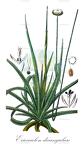 Eriocaulon decangulare