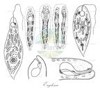 Euglena