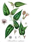 Adenochlaena zeylanica