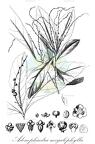 Adenophaedra megalophylla