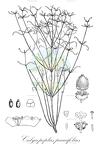 Calycopeplus paucifolius