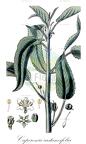 Caperonia castaneifolia