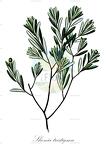 Shonia tristigma