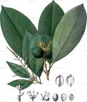 Caryodendron orinocense