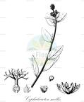Cephalocroton mollis