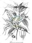 Hancea acuminata