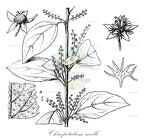 Chiropetalum molle