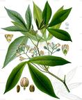 Manihot esculenta