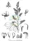 Dialium