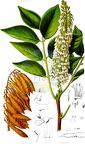 Maackia amurensis