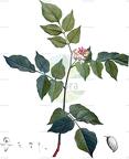 Pongamia pinnata