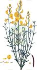 Spartium junceum