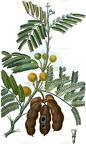 Vachellia farnesiana