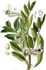 Vicia faba