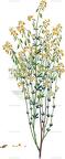 Gonocytisus angulatus