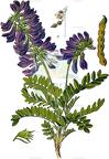 Hedysarum hedysaroides