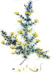 Echinospartum lusitanicum