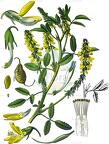 Melilotus officinalis