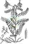 Biserrula pelecinus