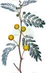 Faidherbia albida