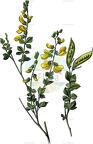 Cytisophyllum sessilifolium