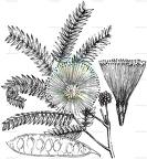 Albizia julibrissin