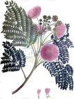 Albizia julibrissin