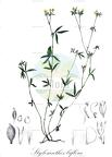 Stylosanthes biflora