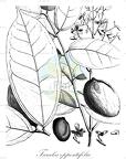 Taralea oppositifolia