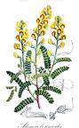 Adesmia boronioides