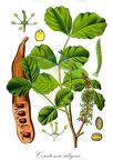 Ceratonia siliqua