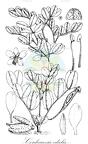 Cordeauxia edulis