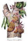 Cynometra cauliflora