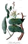 Schnella glabra