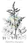 Leptolobium dasycarpum