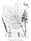 Duparquetia orchidacea