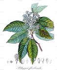 Peltogyne floribunda